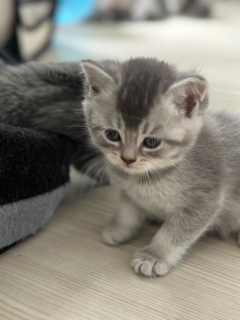 Abgabebereit verkaufe 8 bkh kitten