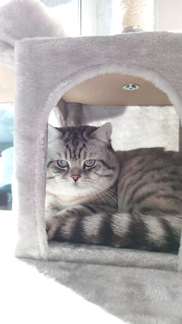 Abgabebereit verkaufe 8 bkh kitten