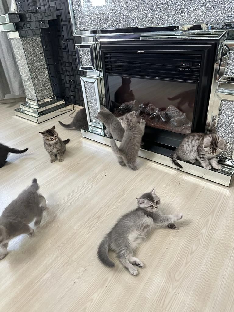 Abgabebereit verkaufe 8 bkh kitten