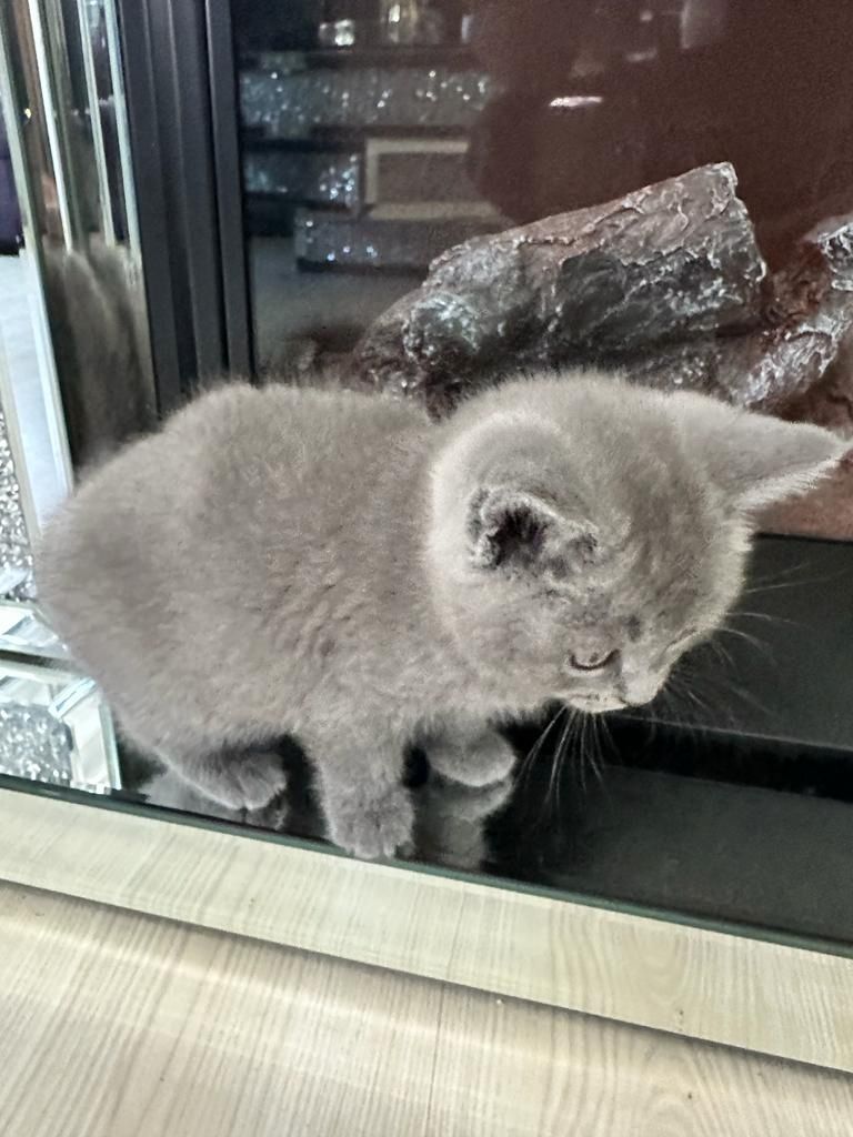 Abgabebereit verkaufe 8 bkh kitten