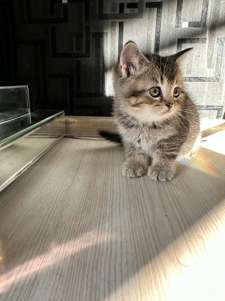 Abgabebereit verkaufe 8 bkh kitten