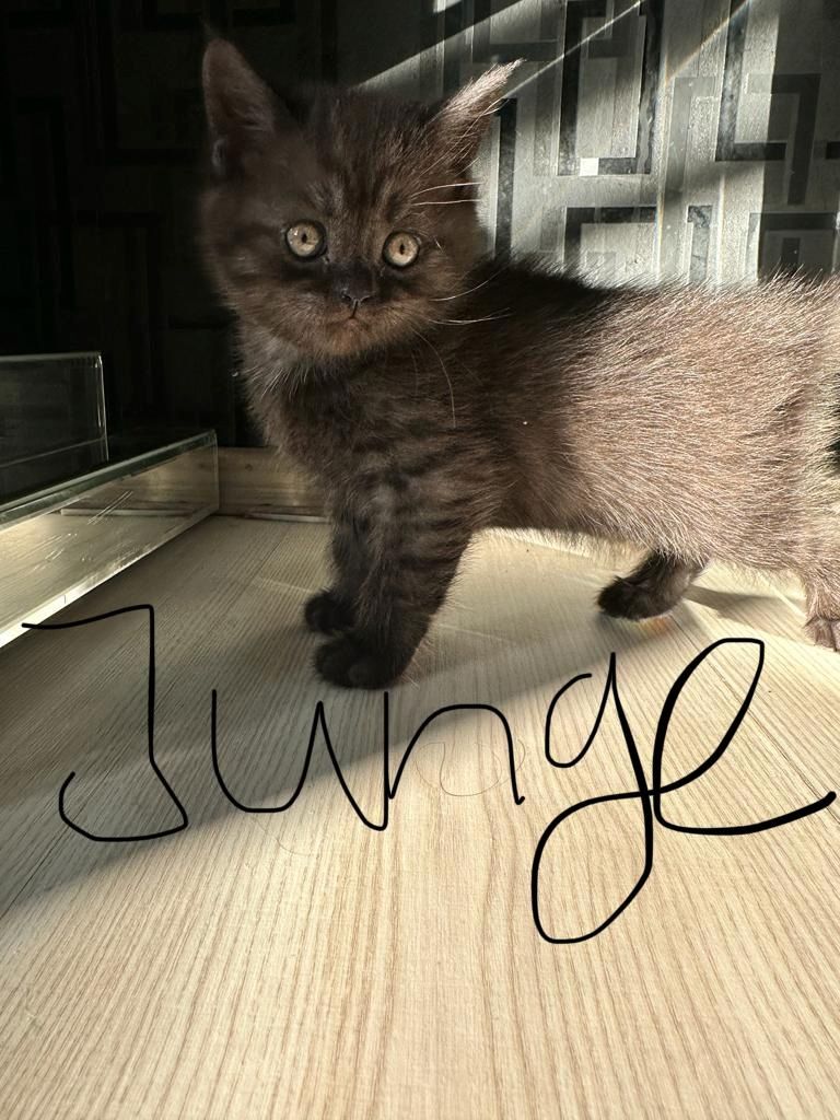 Abgabebereit verkaufe 8 bkh kitten