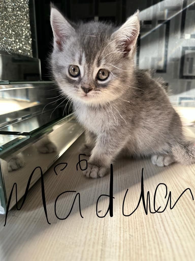 Abgabebereit verkaufe 8 bkh kitten