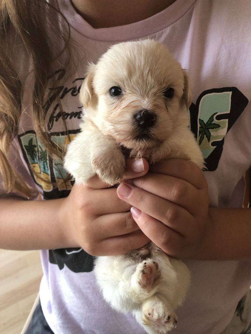 1 Havaneser Malteser Welpe Rüde sucht sein liebevolles Zuhause !