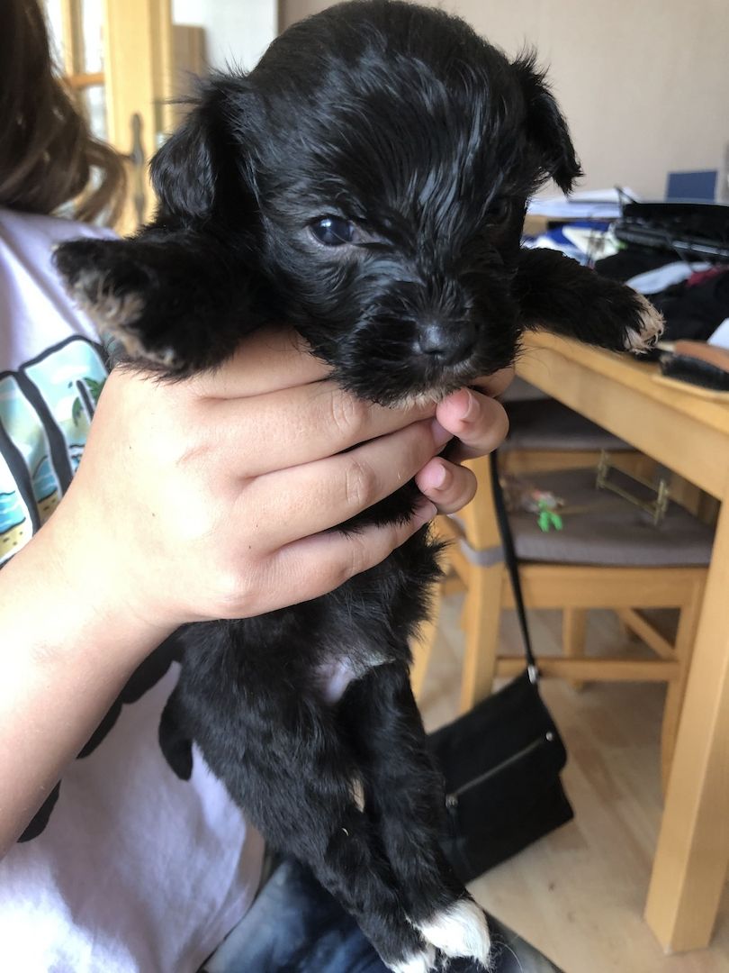 1 Havaneser Malteser Welpe Rüde sucht sein liebevolles Zuhause !