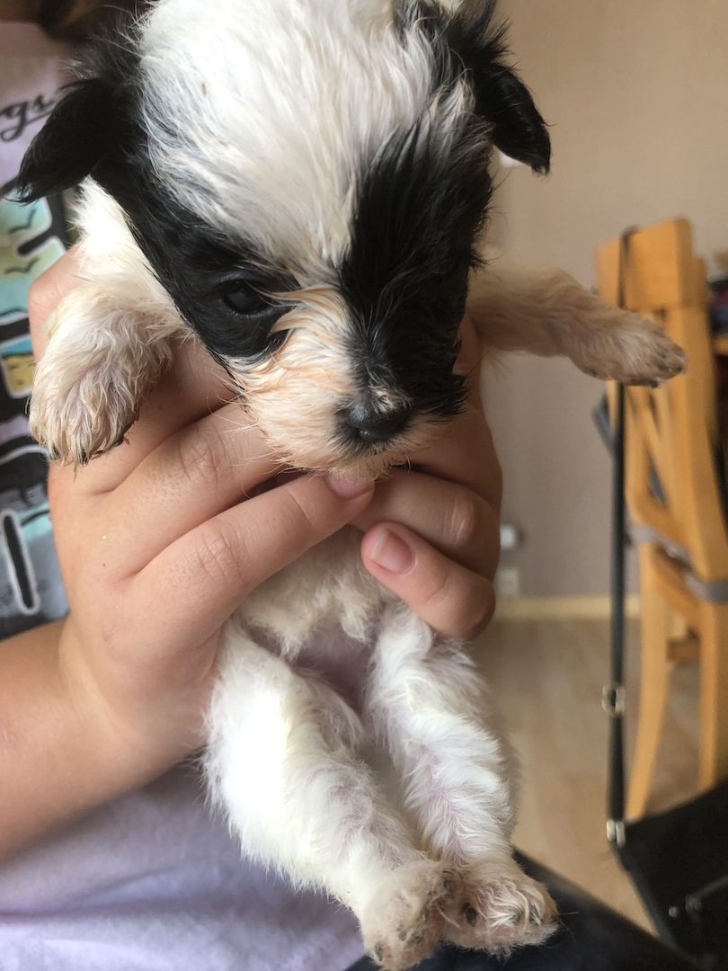 1 Havaneser Malteser Welpe Rüde sucht sein liebevolles Zuhause !