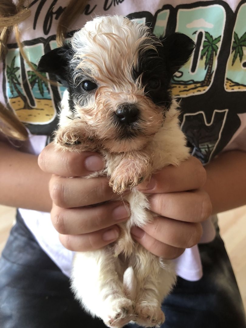 1 Havaneser Malteser Welpe Rüde sucht sein liebevolles Zuhause !