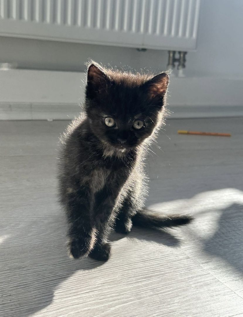 Bkh mix kitten Bkh mix kitten