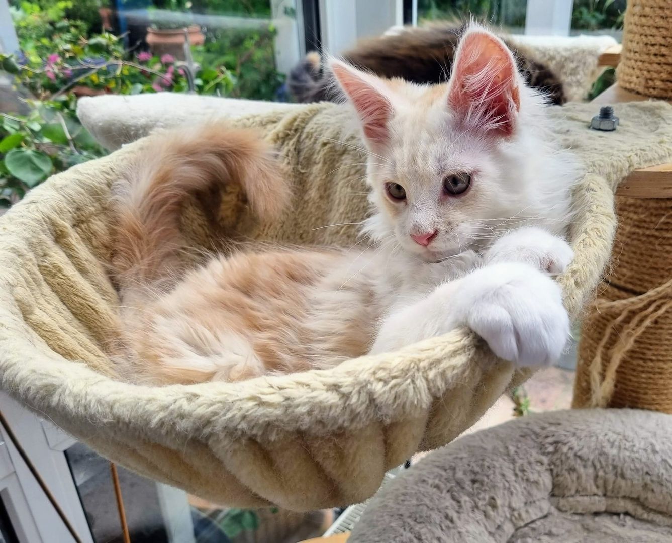 Maine coon Katerchen