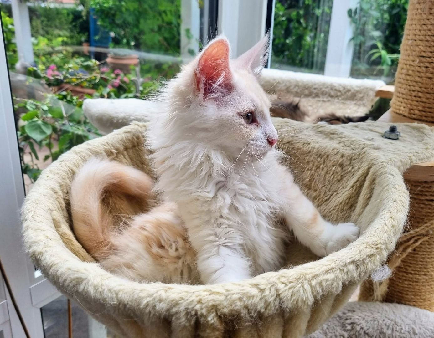 Maine coon Katerchen