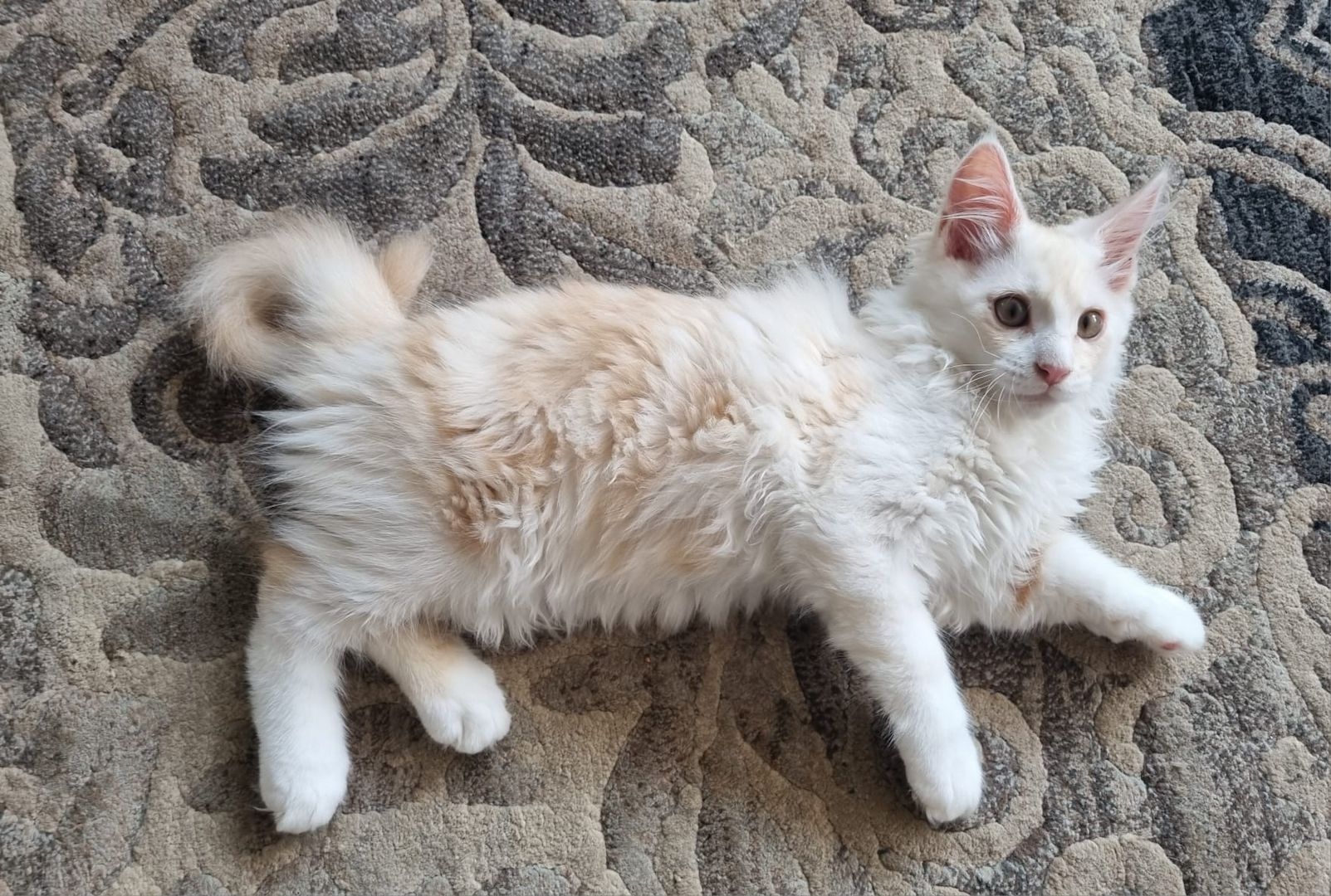 Maine coon Katerchen