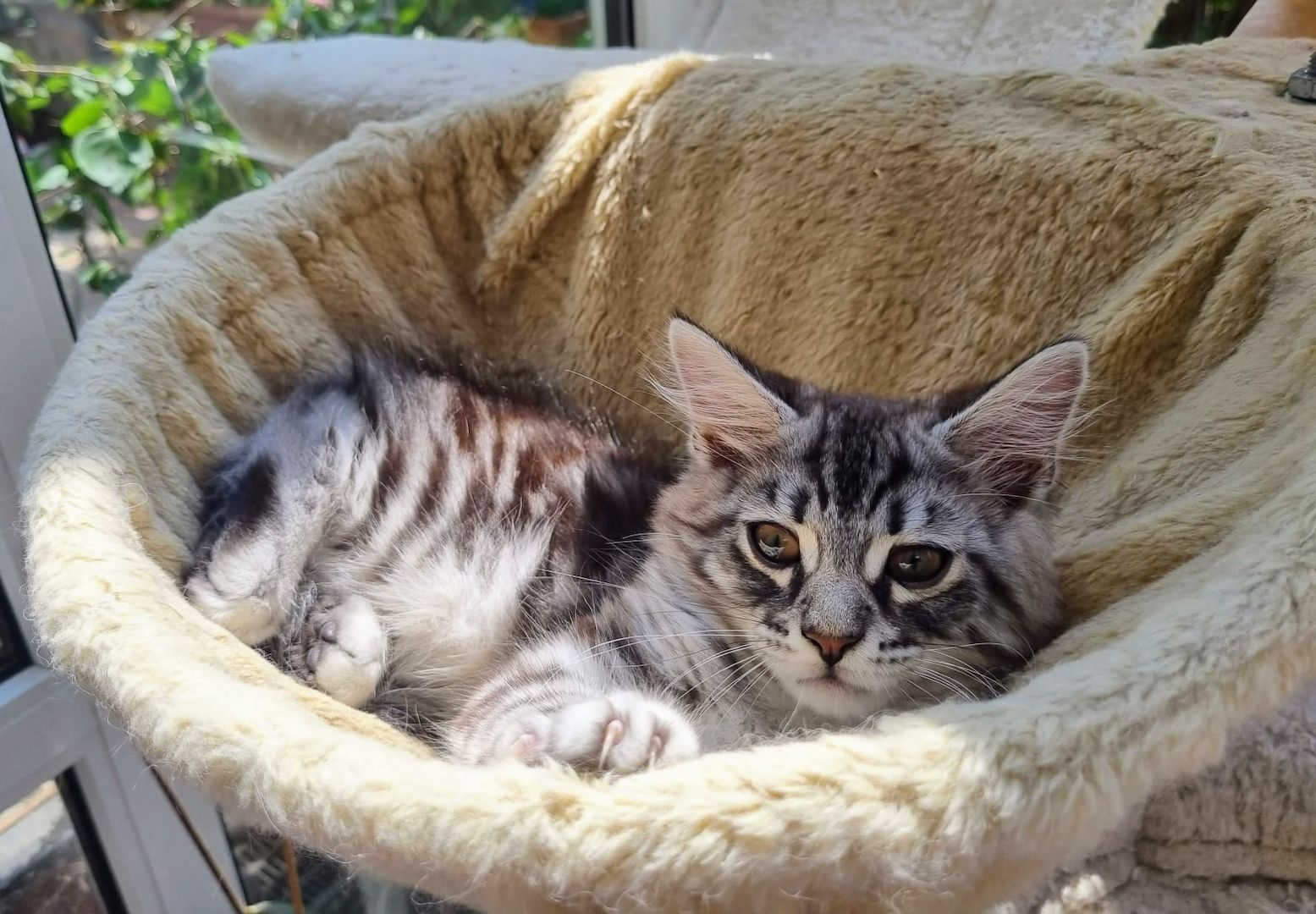 Maine coon Katerchen