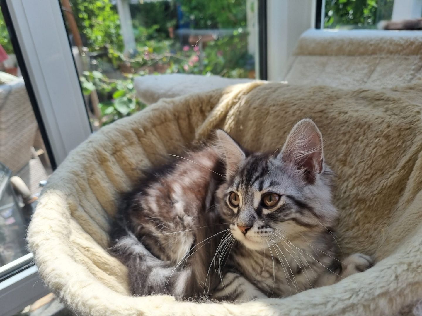 Maine coon Katerchen