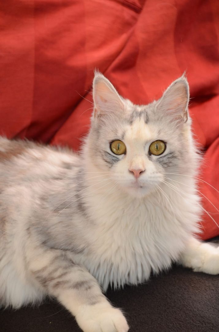 Maine coon Katerchen