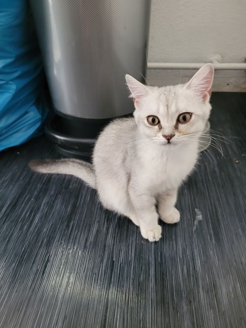 BKH Kitten ab sofort zu haben