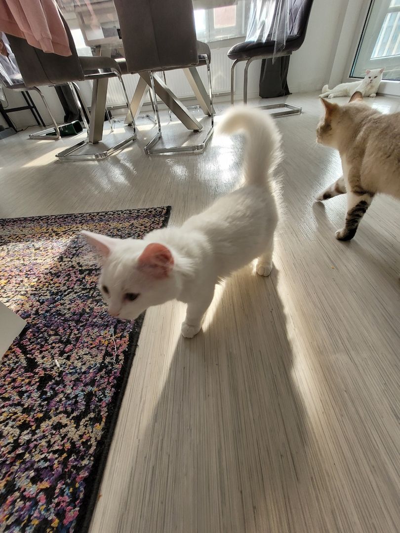 BKH Kitten ab sofort zu haben