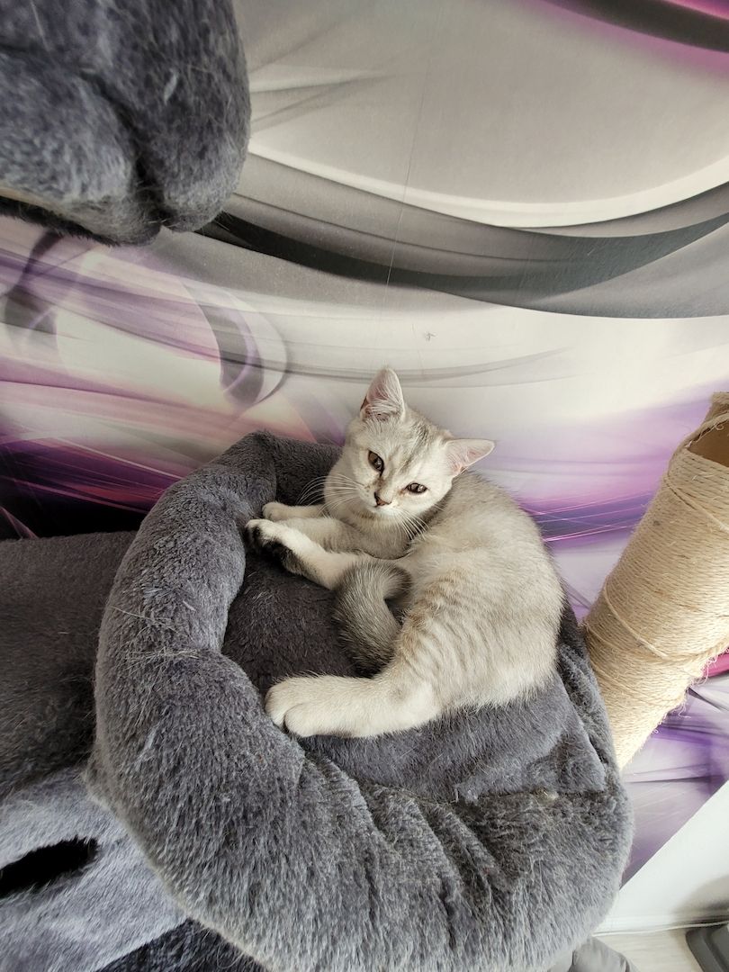 BKH Kitten ab sofort zu haben