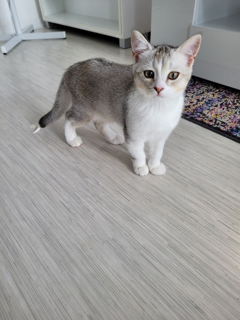 BKH Kitten ab sofort zu haben