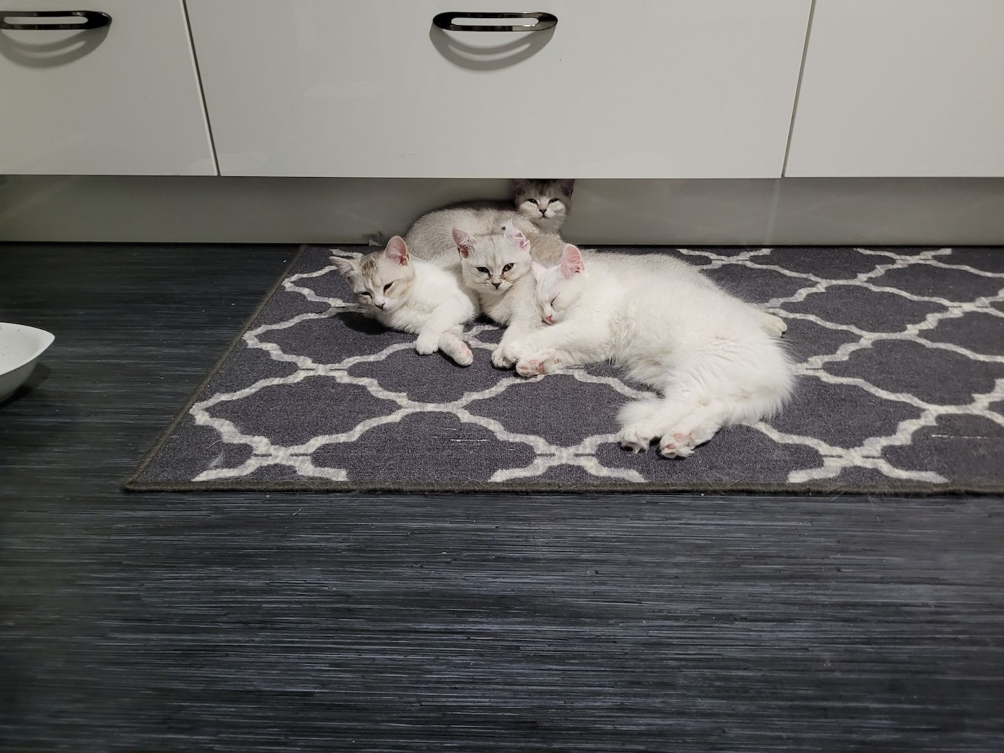 BKH Kitten ab sofort zu haben