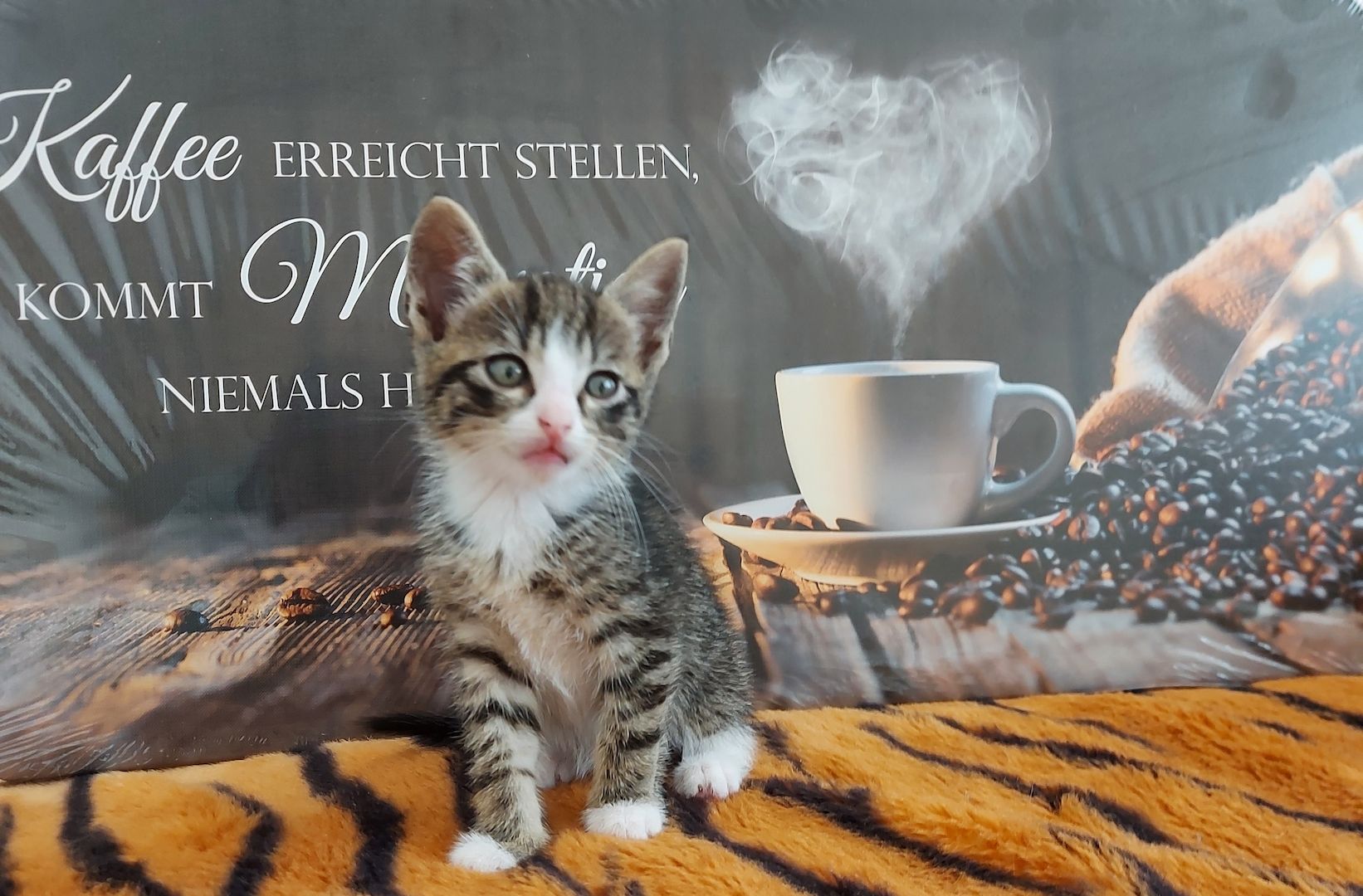 Babykatzen suchen ihr Zuhause