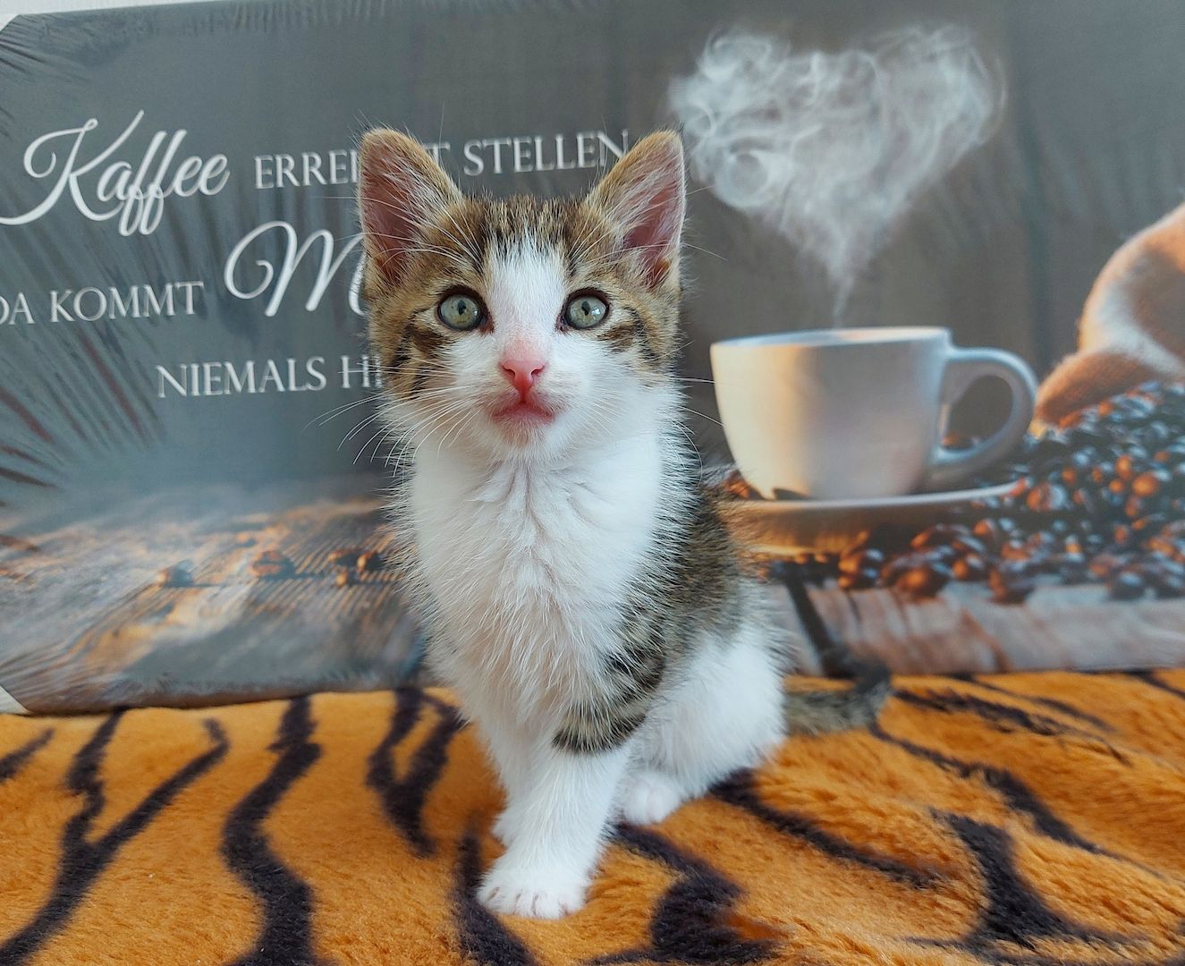 Babykatzen suchen ihr Zuhause