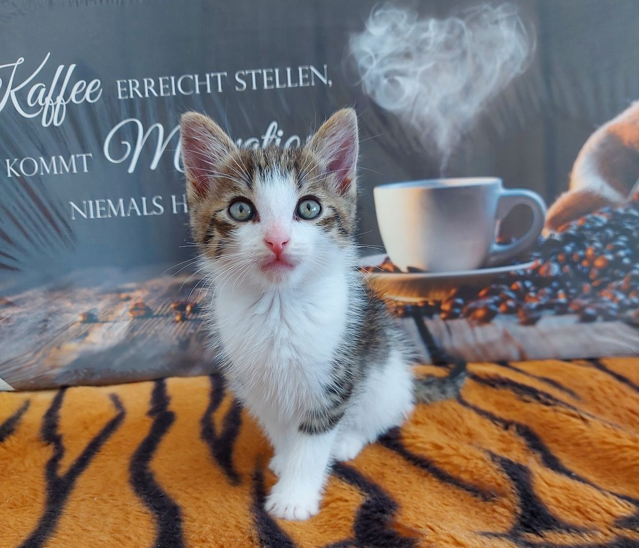 Babykatzen suchen ihr Zuhause