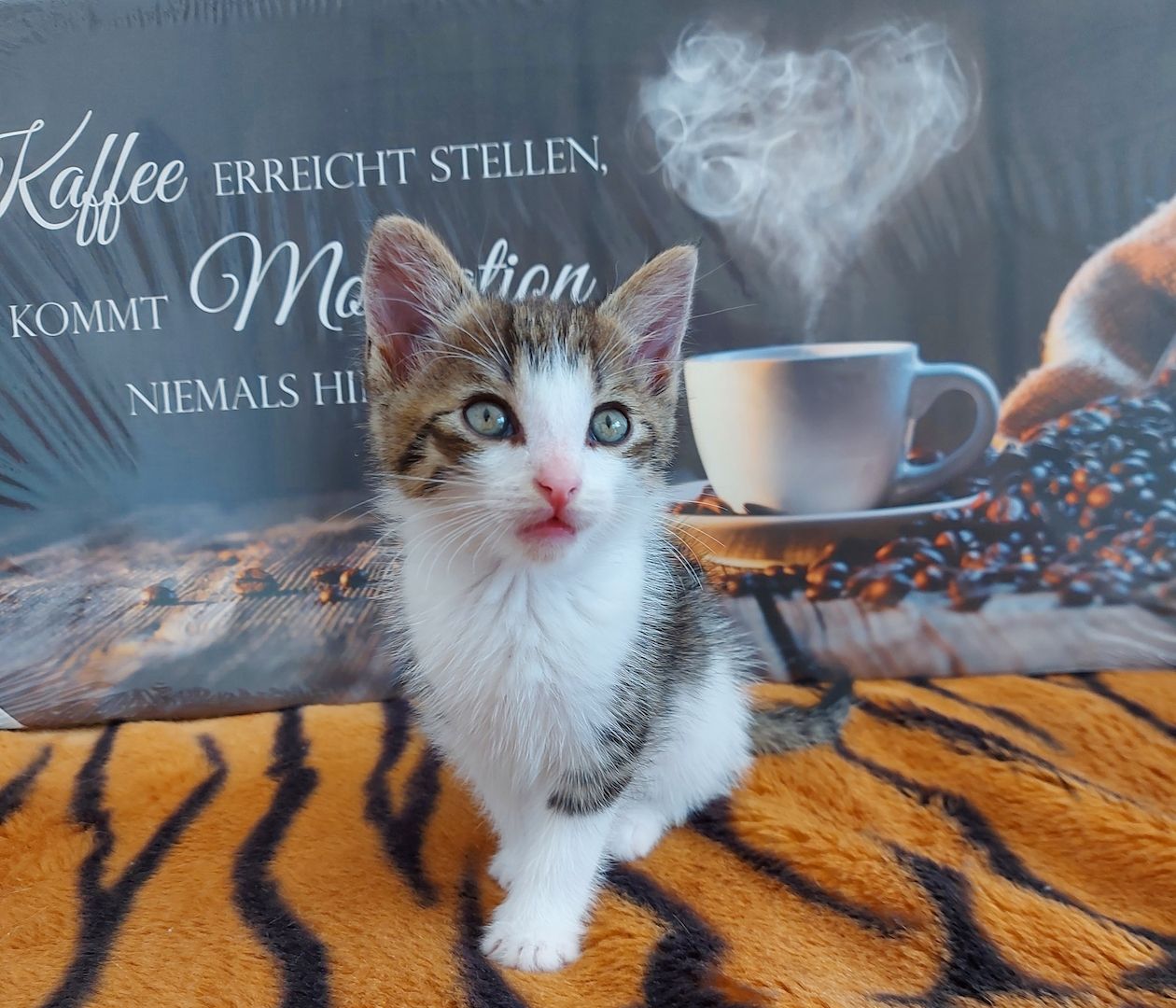 Babykatzen suchen ihr Zuhause