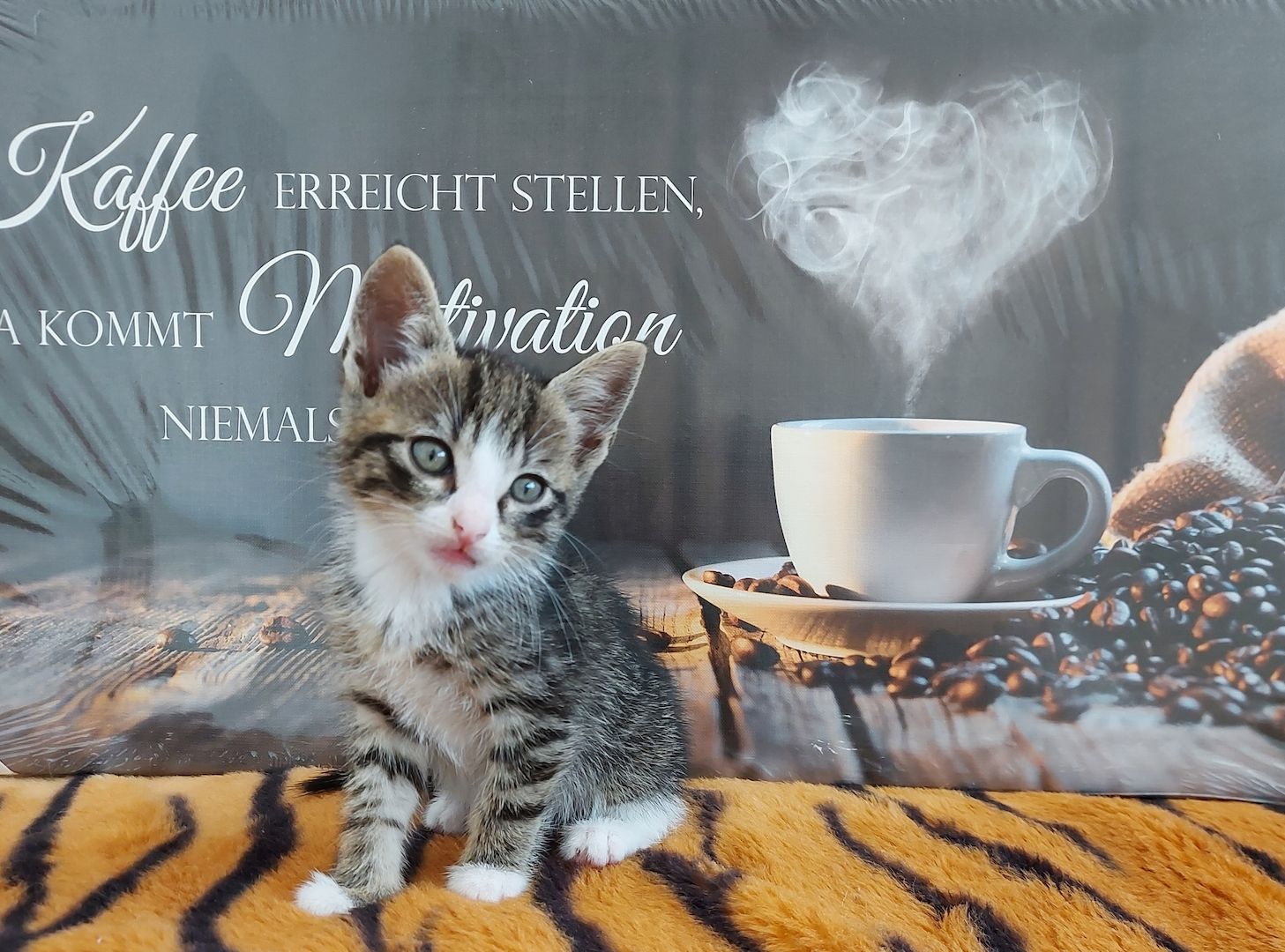 Babykatzen suchen ihr Zuhause
