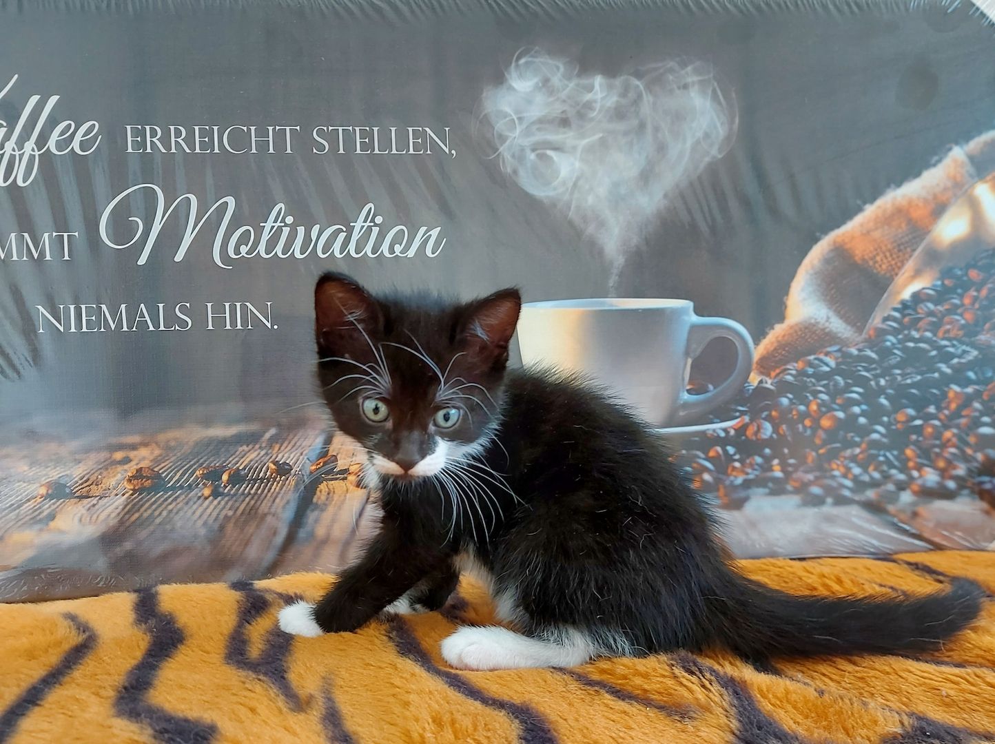 Babykatzen suchen ihr Zuhause