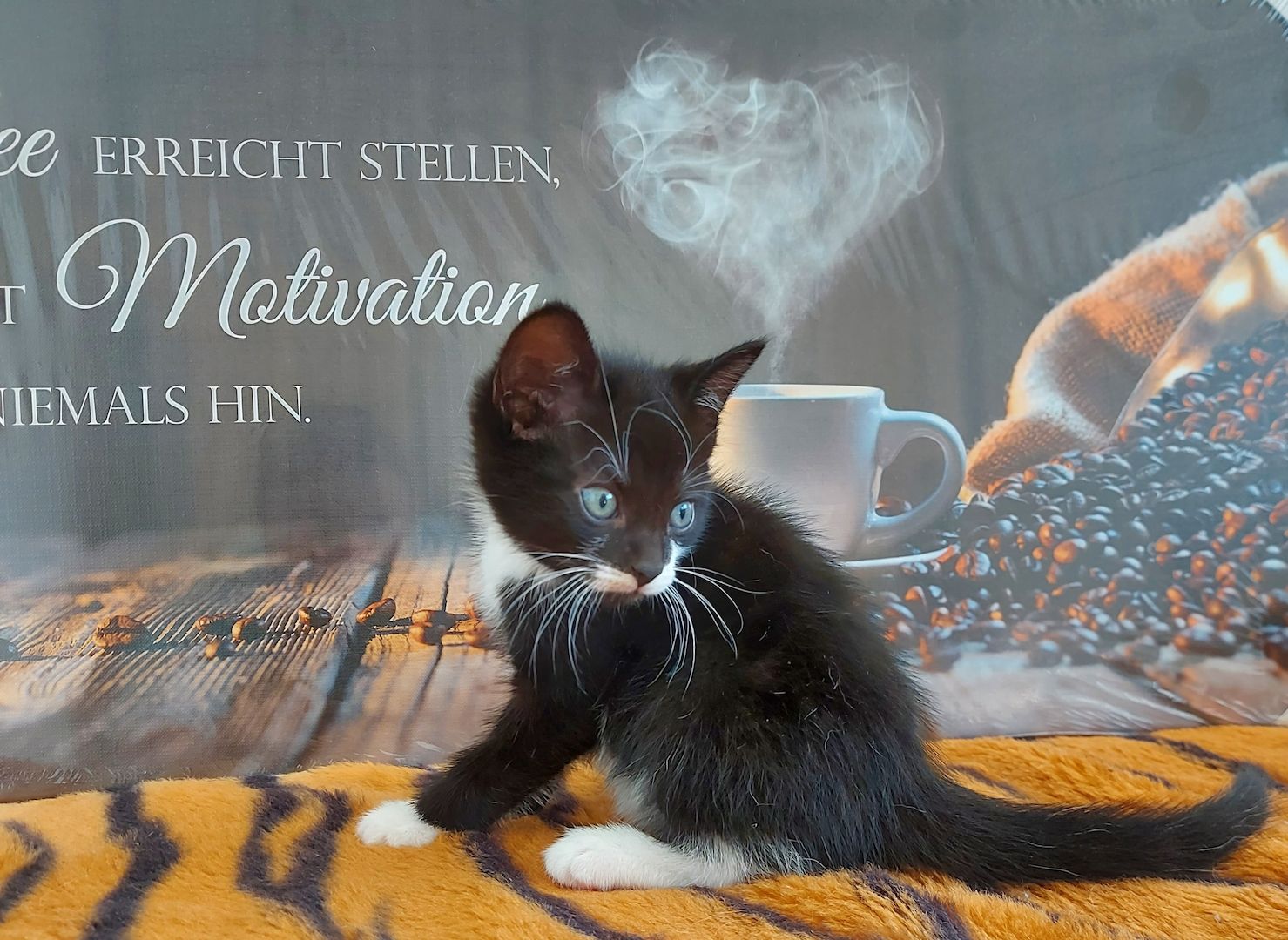 Babykatzen suchen ihr Zuhause