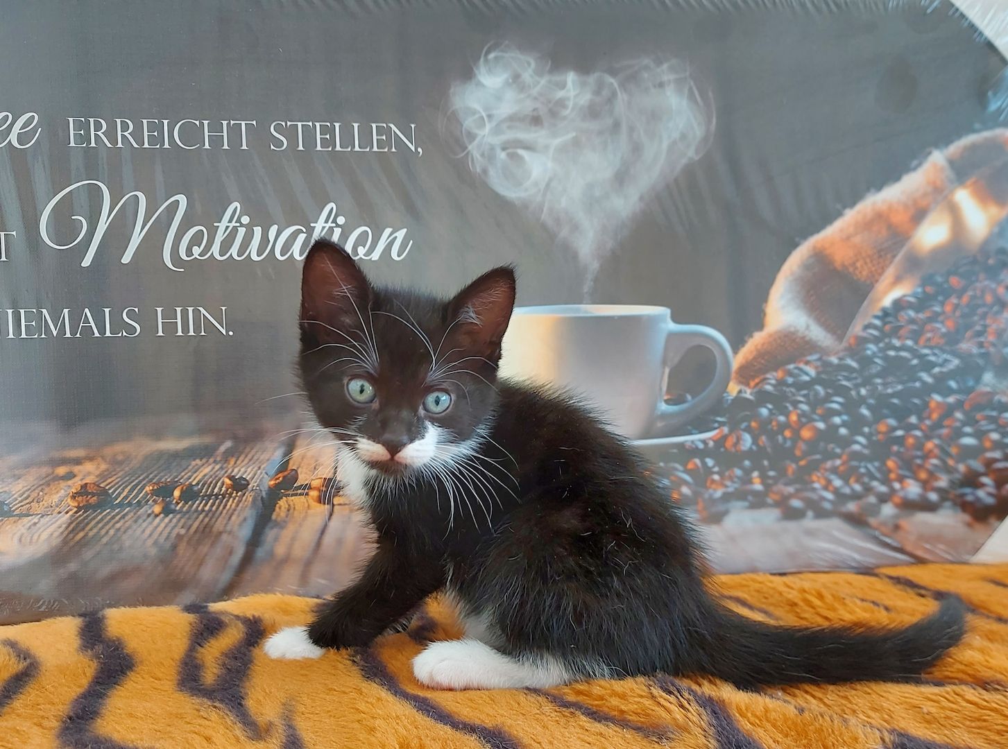 Babykatzen suchen ihr Zuhause