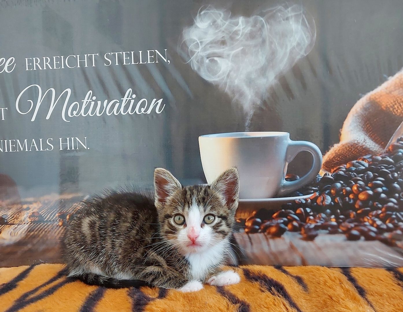 Babykatzen suchen ihr Zuhause