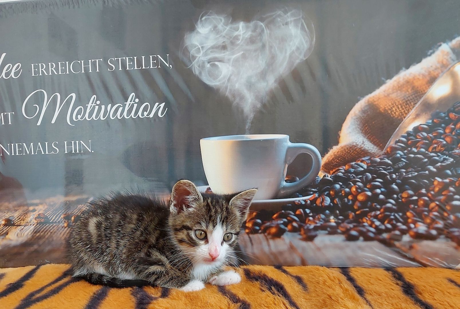 Babykatzen suchen ihr Zuhause