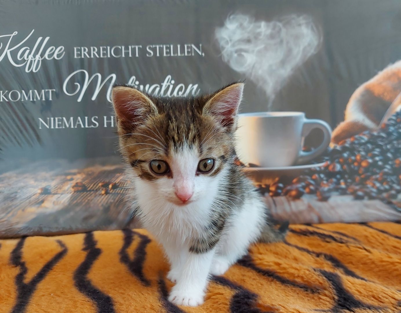 Babykatzen suchen ihr Zuhause