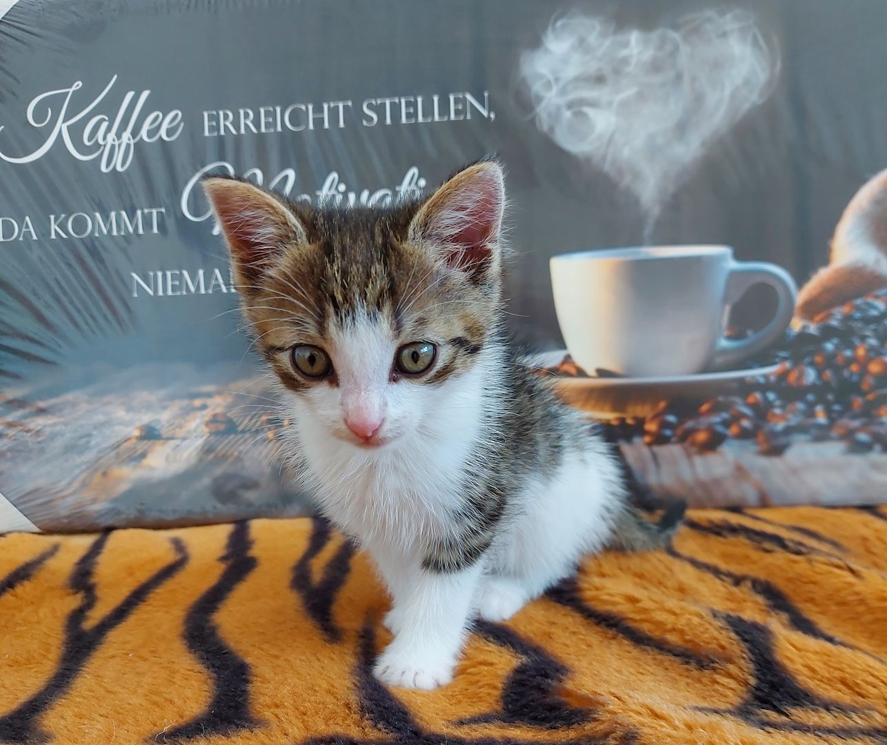 Babykatzen suchen ihr Zuhause