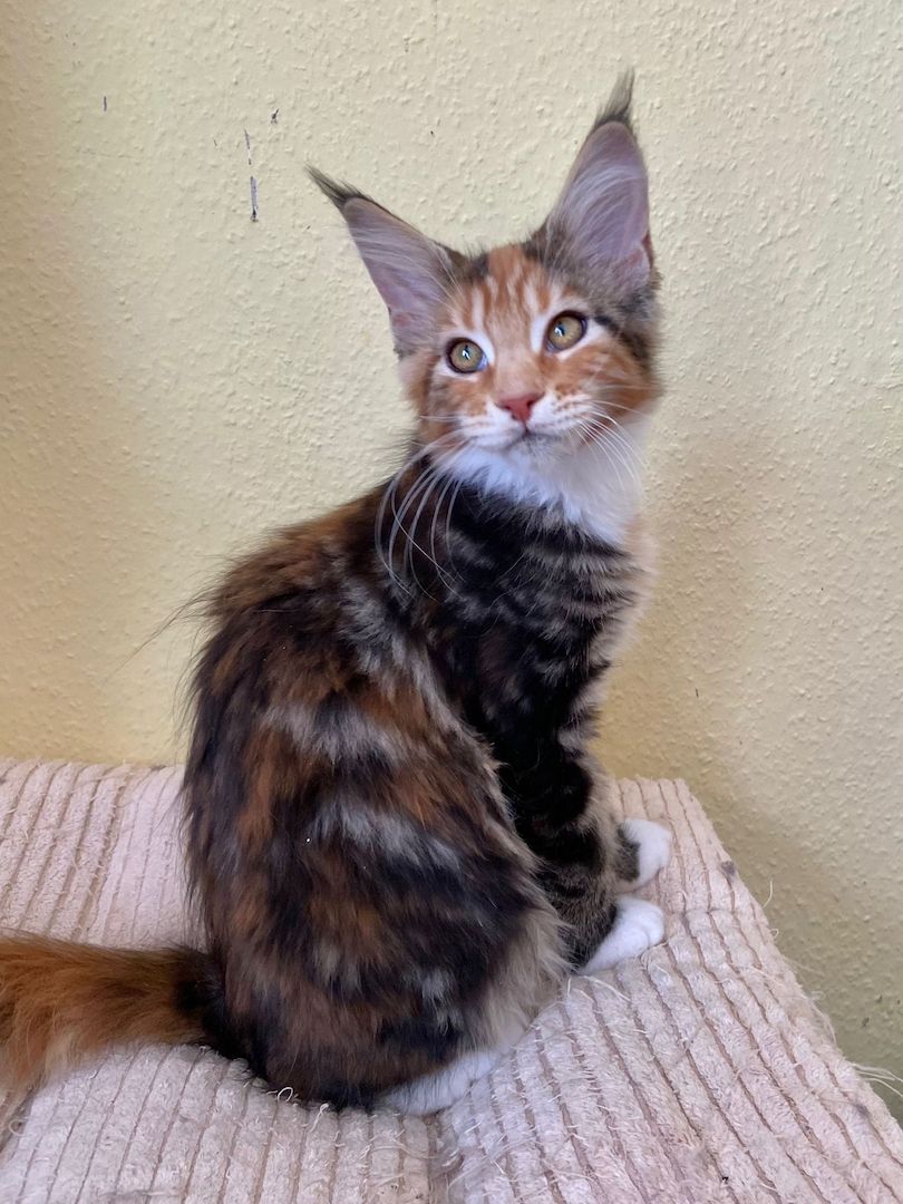 Maine Coon Babys von tollen Eltern mit Stammbaum