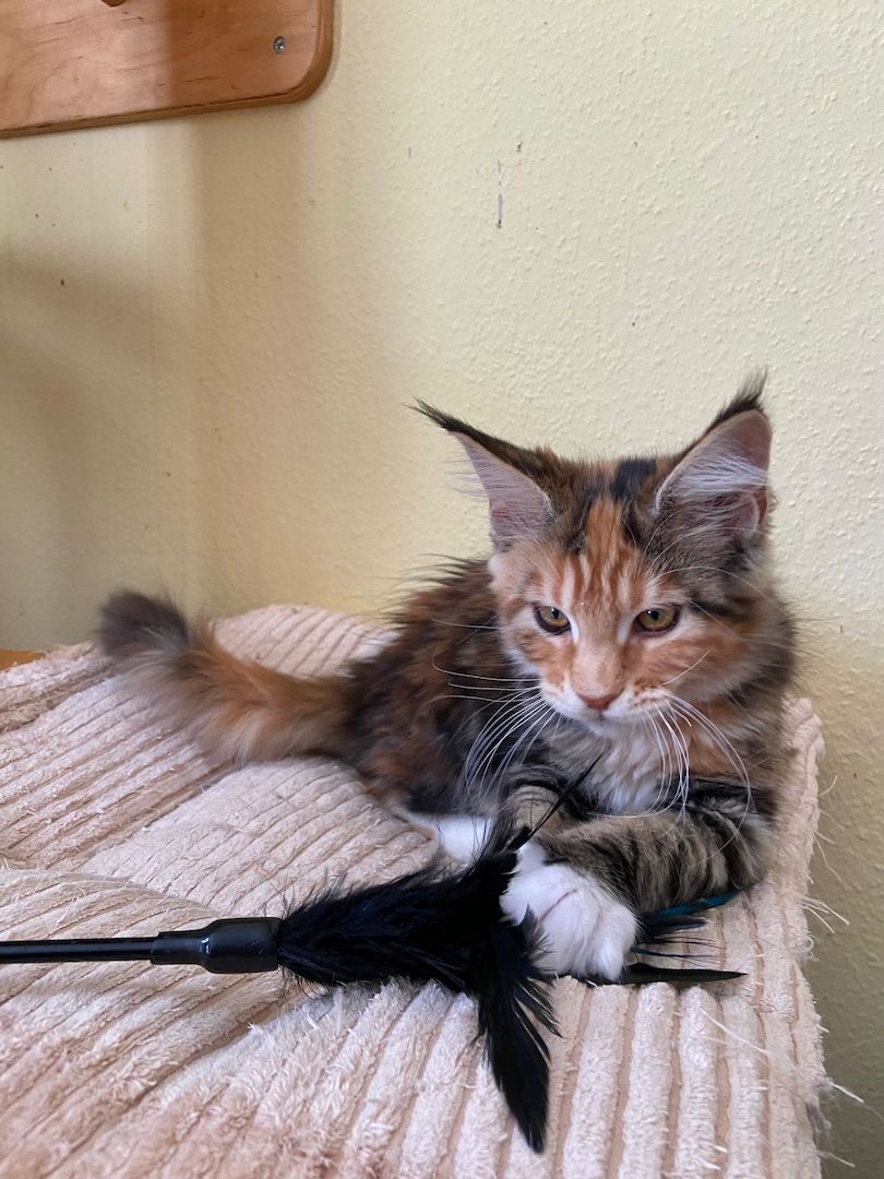 Maine Coon Babys von tollen Eltern mit Stammbaum