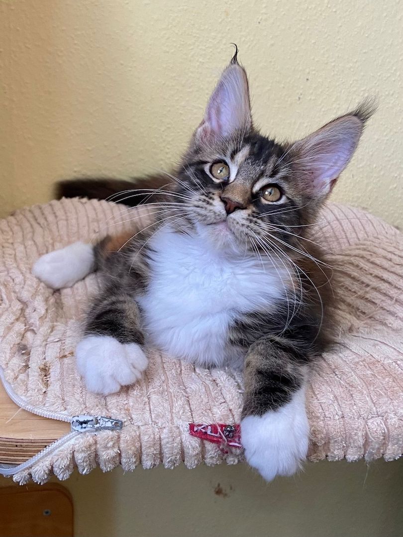 Maine Coon Babys von tollen Eltern mit Stammbaum