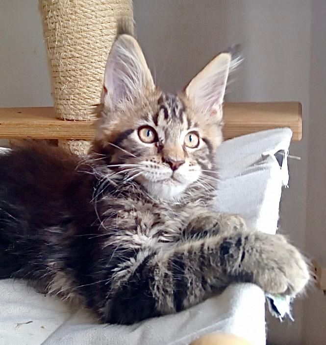 Maine Coon Babys von tollen Eltern mit Stammbaum