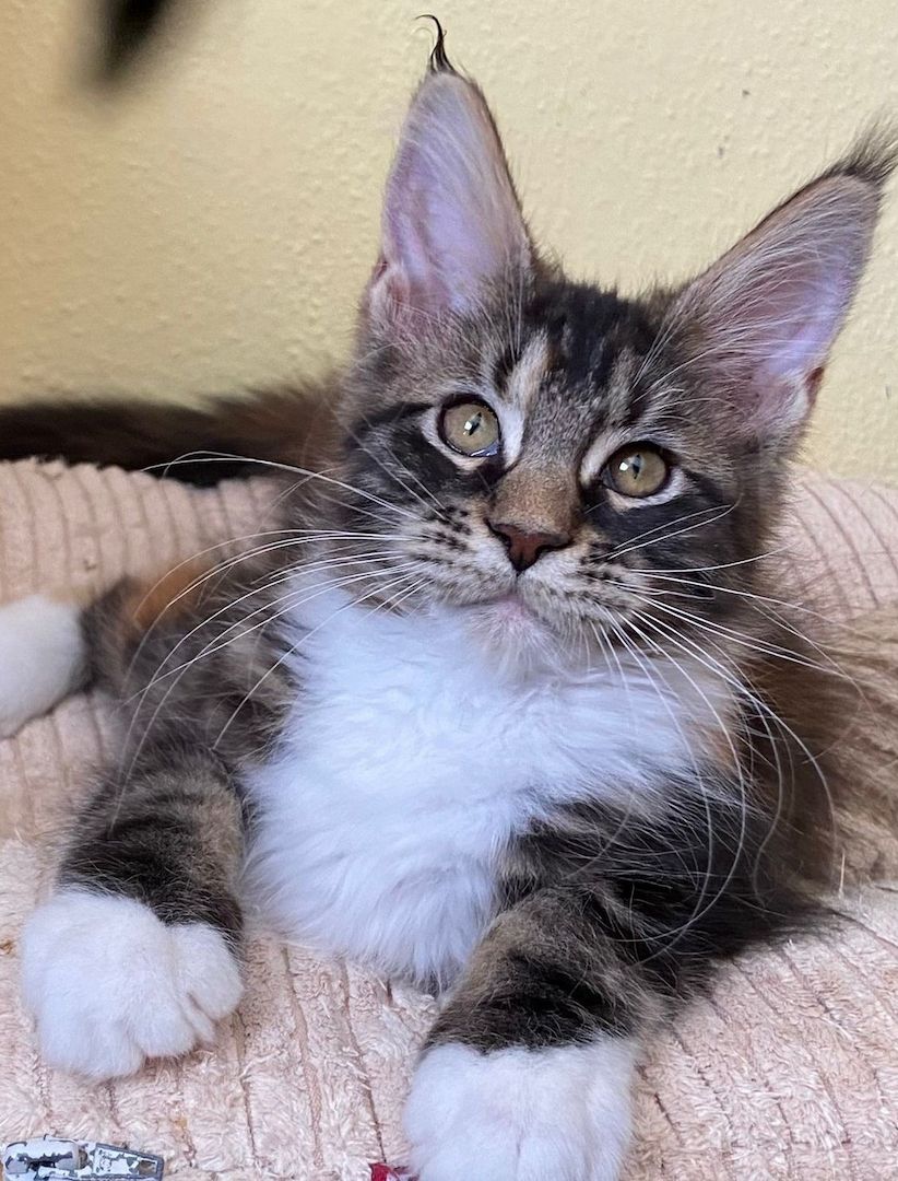 Maine Coon Babys von tollen Eltern mit Stammbaum
