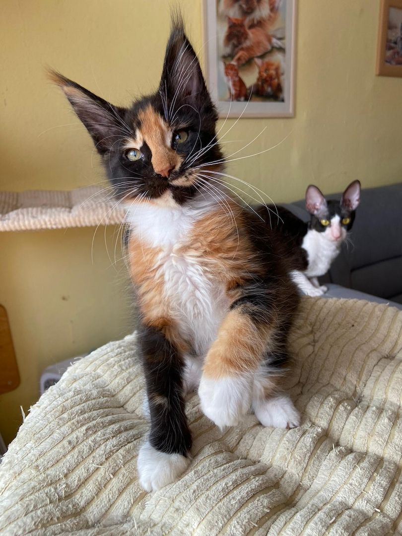 Maine Coon Babys von tollen Eltern mit Stammbaum