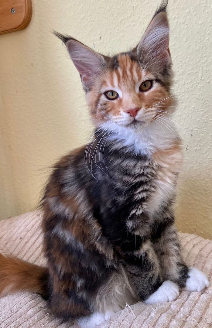 Maine Coon Babys von tollen Eltern mit Stammbaum