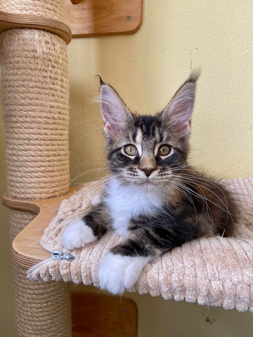 Maine Coon Babys von tollen Eltern mit Stammbaum