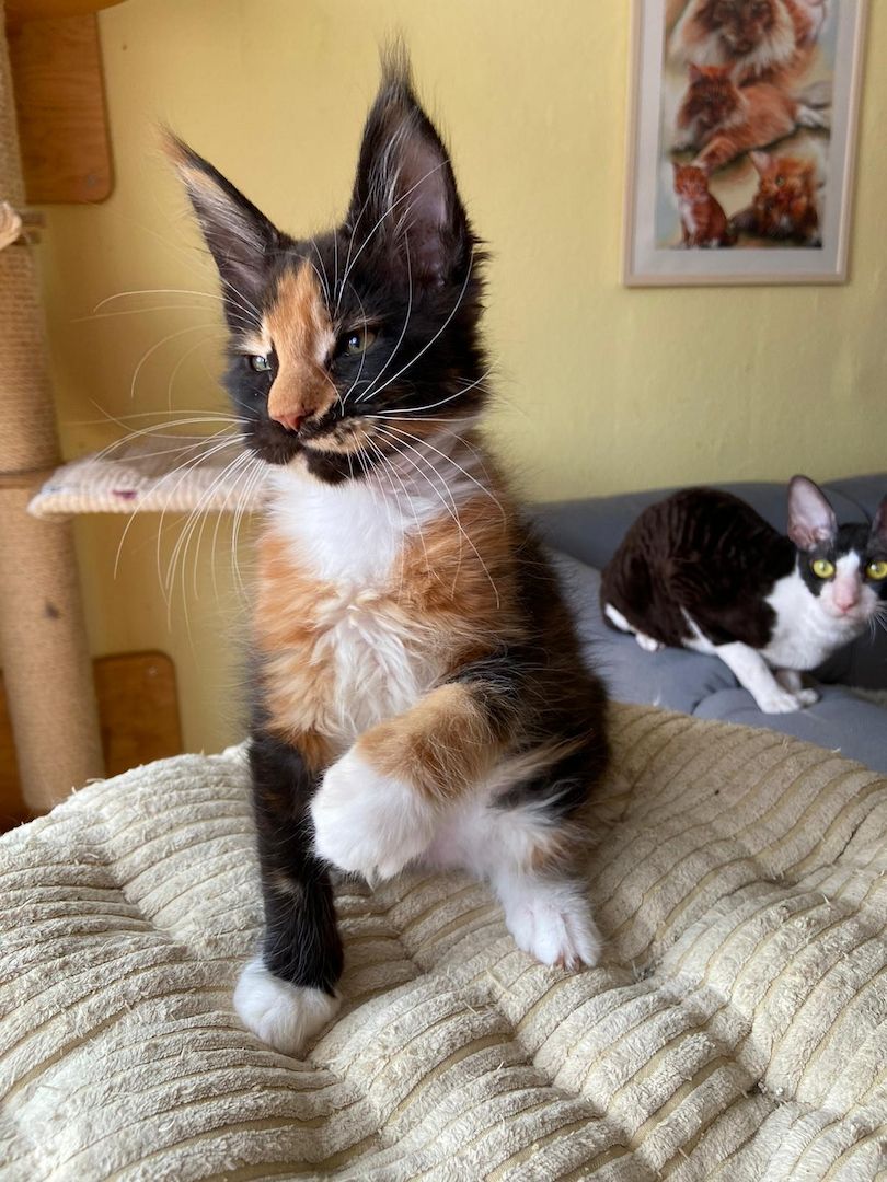 Maine Coon Babys von tollen Eltern mit Stammbaum