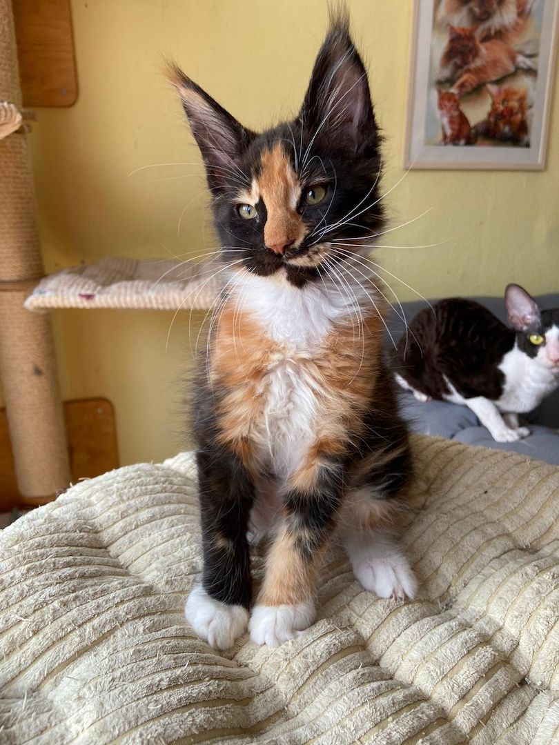 Maine Coon Babys von tollen Eltern mit Stammbaum