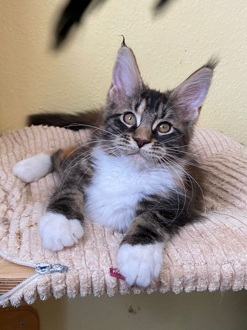 Maine Coon Babys von tollen Eltern mit Stammbaum
