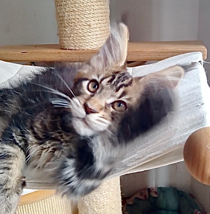 Maine Coon Babys von tollen Eltern mit Stammbaum
