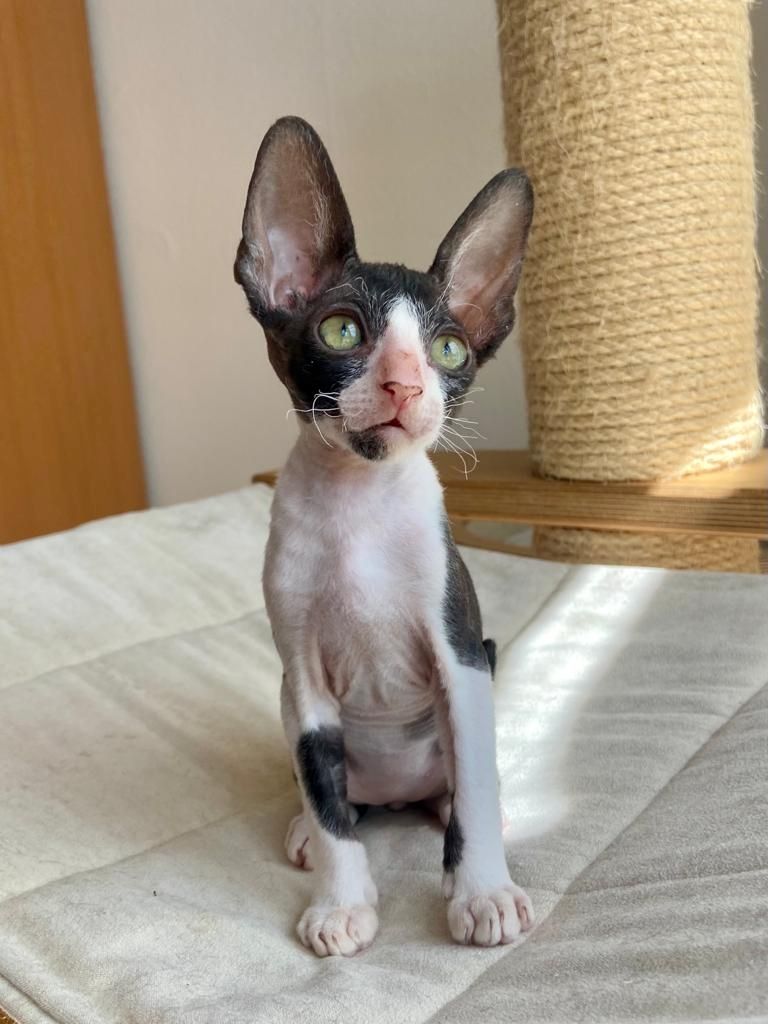 Wunderschöne kleine Cornish Rex Babys