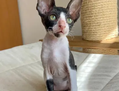 Wunderschöne kleine Cornish Rex Babys