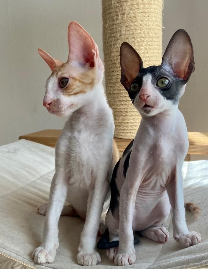 Wunderschöne kleine Cornish Rex Babys